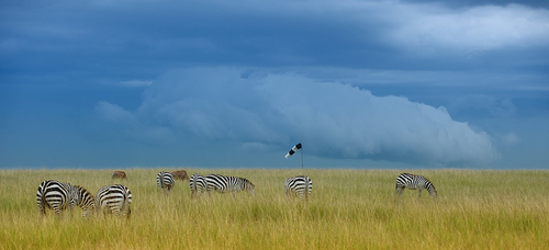 zebras airstrip