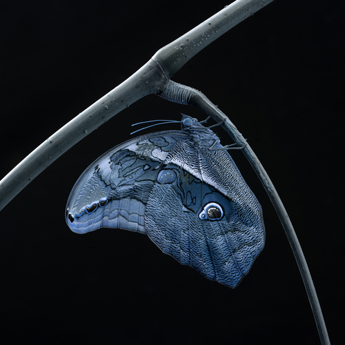 Caligo eurilochus