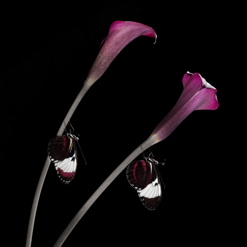 Heliconius cydno