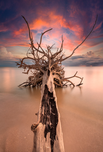 Rooted To The Sky
