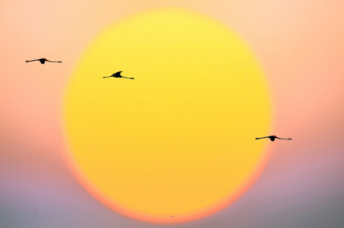 Migration