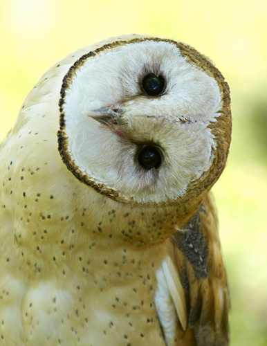 Barn Owl