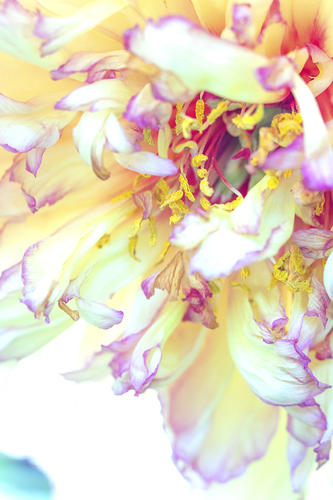 Madam Peony