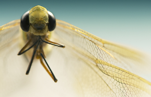 Dragonfly