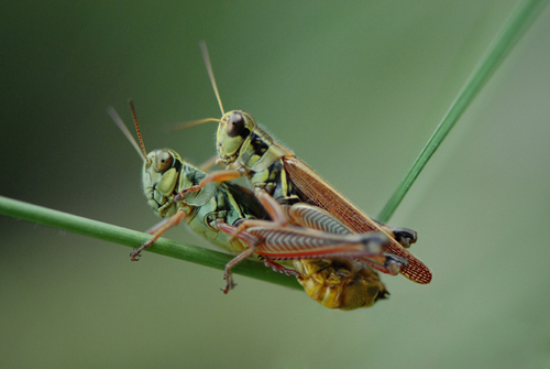 Grasshoppers