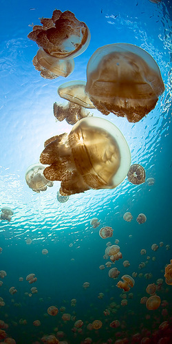 Jellyfish Lake