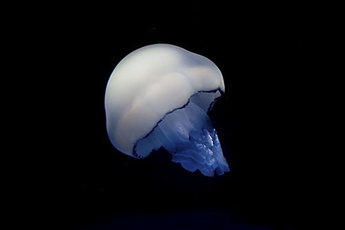 Jellyfish (2)