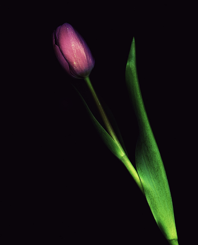 Tulipa