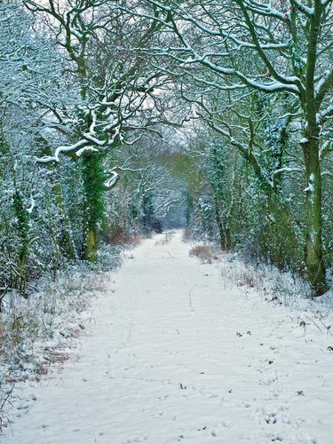 Snowy Lane