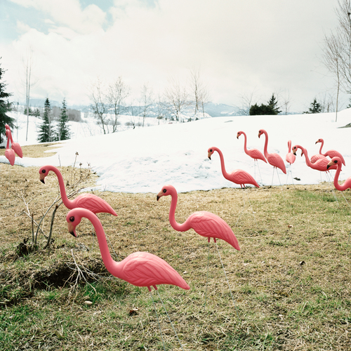 13 FLAMINGOS