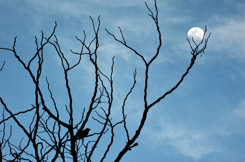 touching the moon