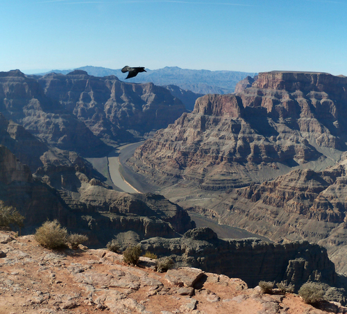 GRAND CANYON