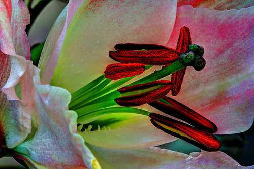 Stems of Glory