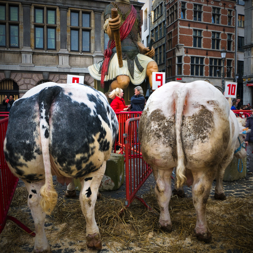 Cattle Market