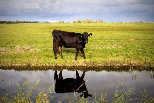Holy Cow