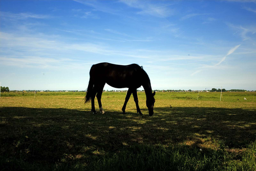 Looks like a black horse