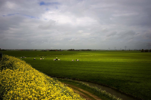 Light from the Polder Dike