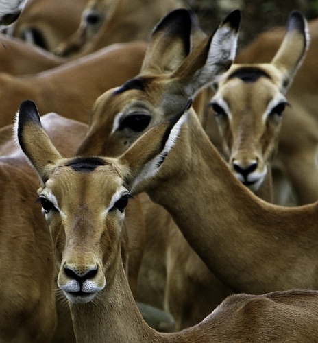Three Gazelles