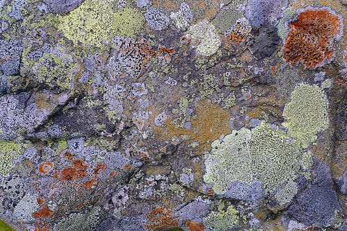 Lichen Rock