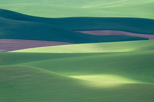 Wheat Fields n1