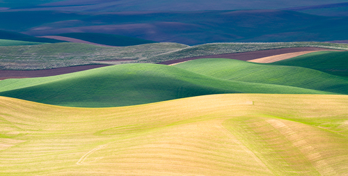 Wheat Fields n7