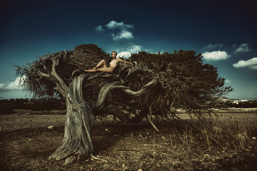 The Tree