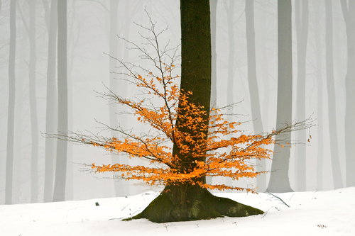 Winter Contrasts