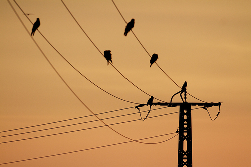 Black Kite Sunset
