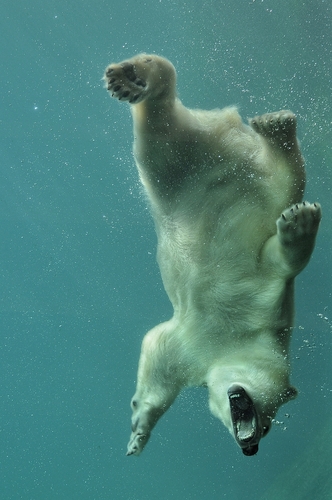 Polar Bear