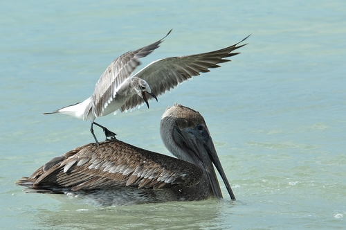 Seagull on top of pelican