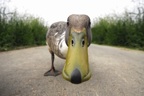 Funny Duck