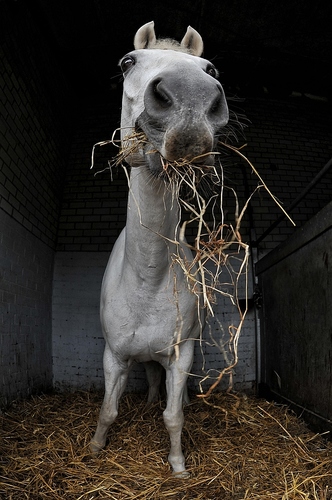 Happy Horse