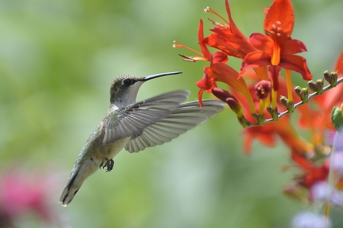 Hummingbird