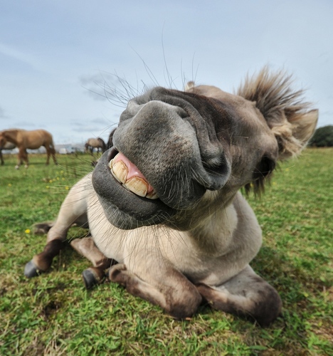 Happy Horse