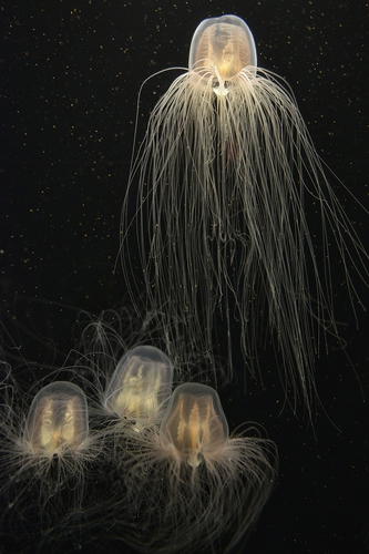 Jelly Fish