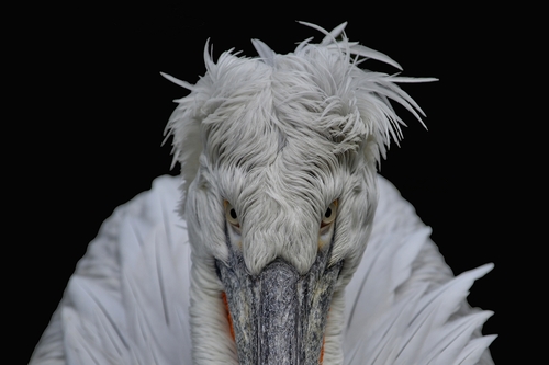 Pelican