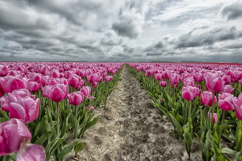 tulips
