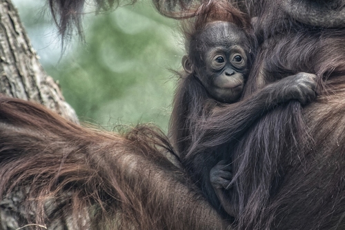 Orang-oetang baby