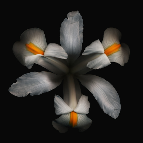 White Iris