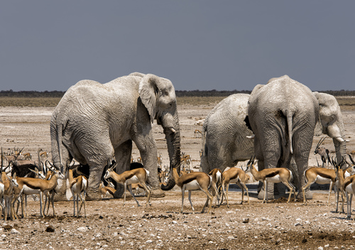 Ghost Elephants