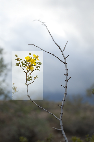 Creosote
