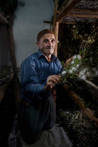 feeding silkworms