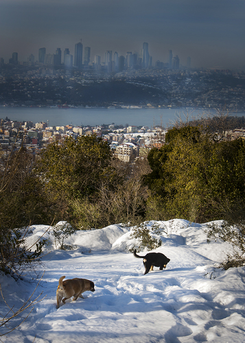 nature versus city