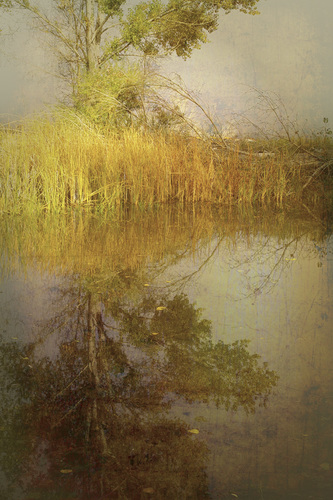 the pond #12