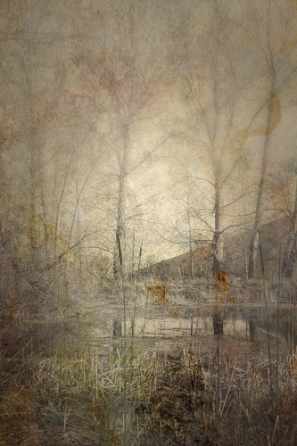 the pond #42