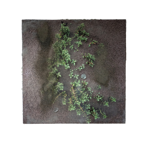 New Plant Life 1