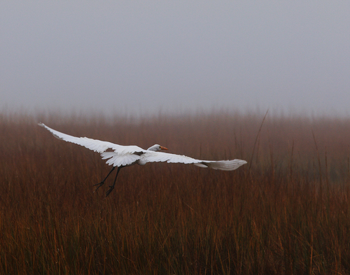 Great Egret