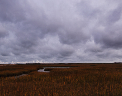 Salt Marsh 