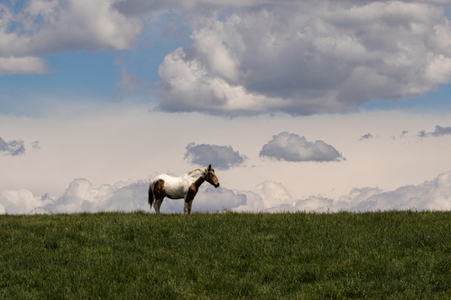 Big Sky Horse