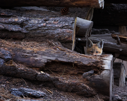 Peek A Boo Kit